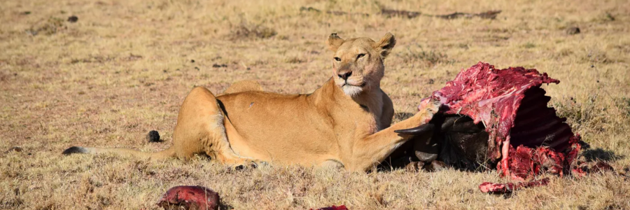 Are You Predator Or Prey?