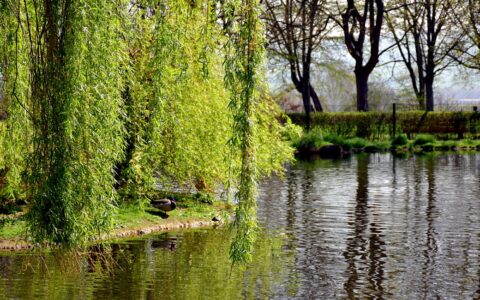 It Had to Die to Stay Alive