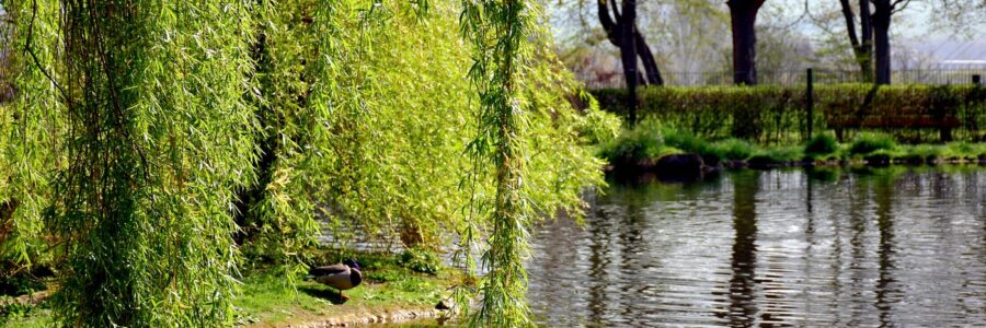 It Had to Die to Stay Alive